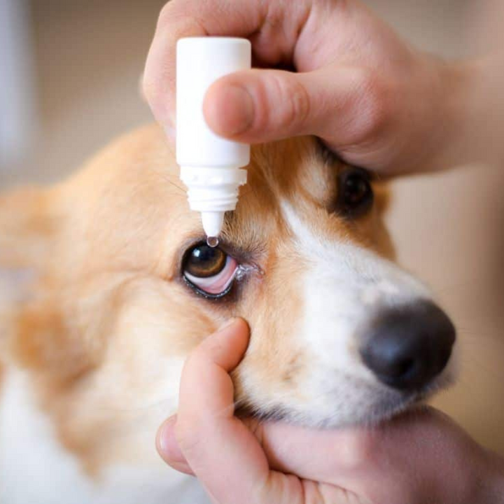 Pet Health and Wellness Products