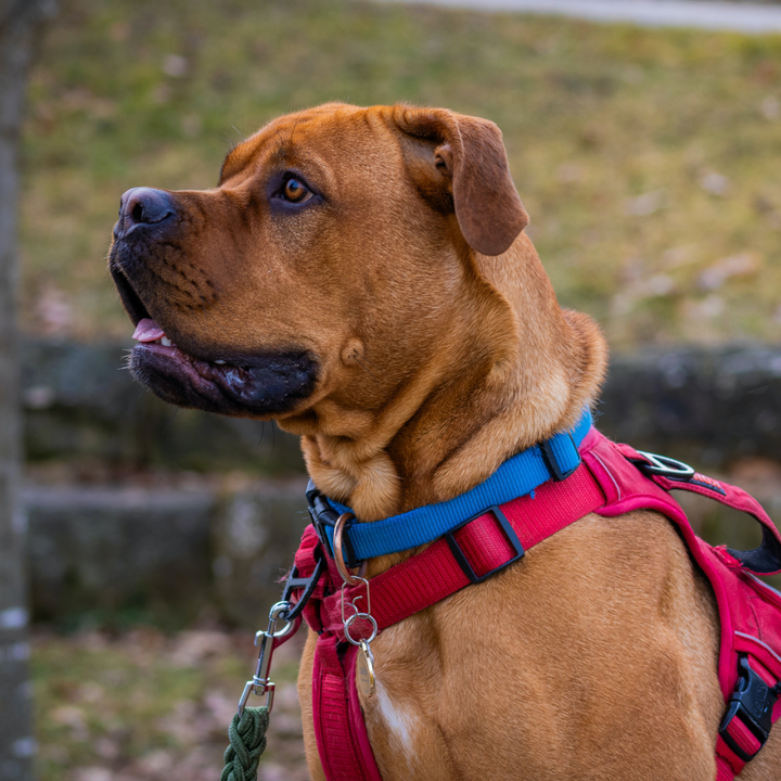 Collars, Leashes, and Harnesses