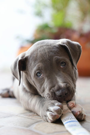 10 Quirky Things Your Dog Does — And What They Really Mean