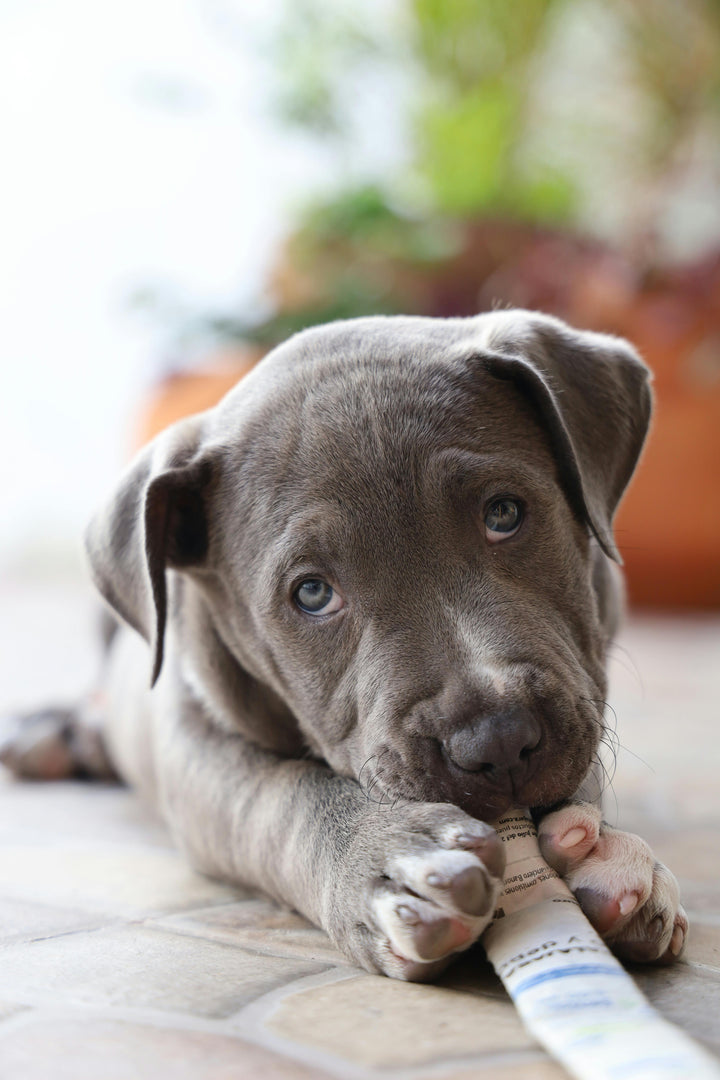 10 Quirky Things Your Dog Does — And What They Really Mean