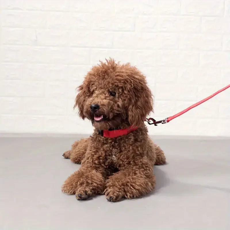 LED Dog Leash – Nylon Night Safety Glow in the Dark Leash