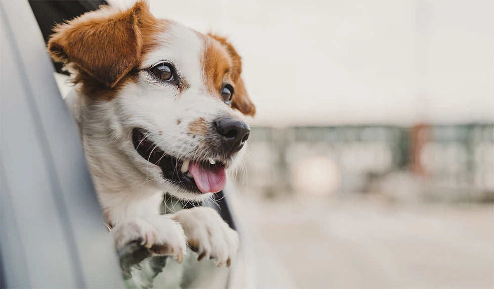 PETRAVEL Waterproof Dog Car Seat Cover – Hammock Style Rear Seat Protector