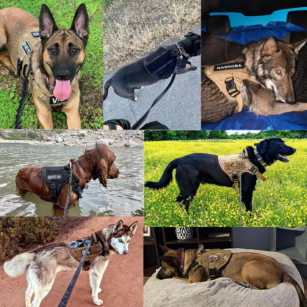 PETRAVEL LED Nylon Dog Harness & Leash – Night Safety Gear