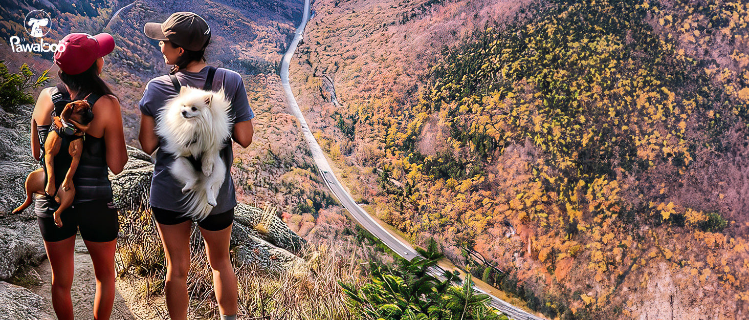 Pet Bubble Backpack Carrier – Breathable Travel Bag for Cats & Small Dogs